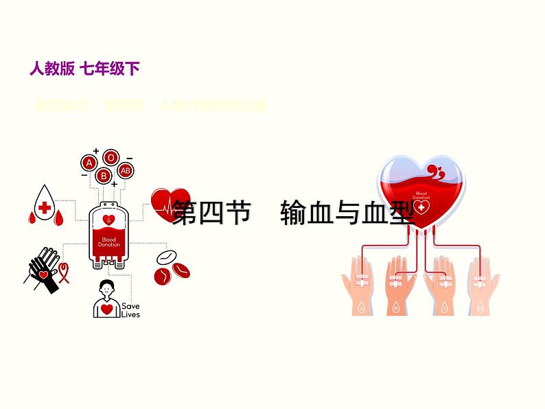 人教版七年级生物下册--4.4 输血与血型（精品课件）02