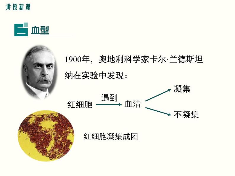 人教版七年级生物下册--4.4 输血与血型（精品课件）05