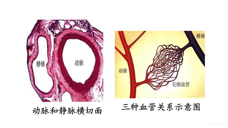 人教版七年级生物下册--4.4.2 血流的管道——血管（课件）08