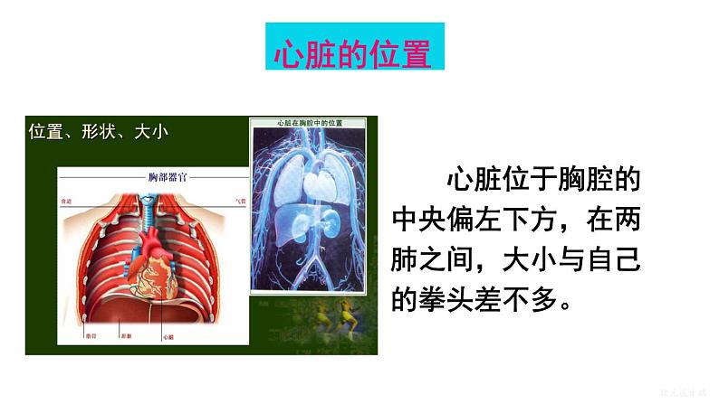 人教版七年级生物下册--4.4.3.1 心脏的结构和功能（课件）第4页