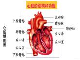 人教版七年级生物下册--4.4.3.1 心脏的结构和功能（课件）