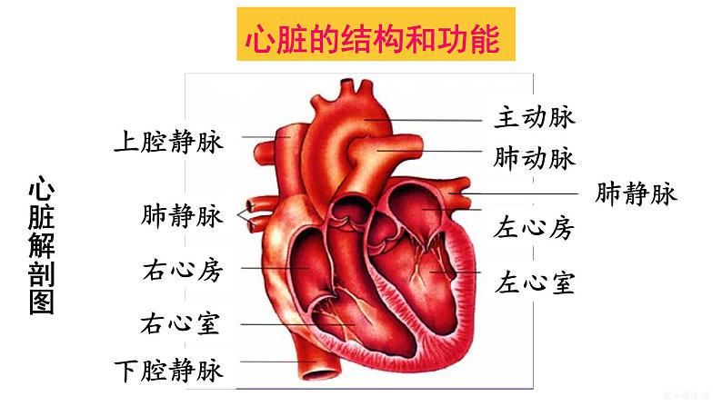 人教版七年级生物下册--4.4.3.1 心脏的结构和功能（课件）第5页