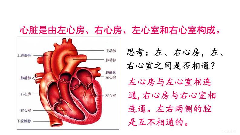 人教版七年级生物下册--4.4.3.1 心脏的结构和功能（课件）第6页