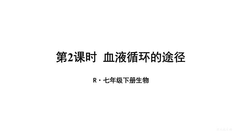 人教版七年级生物下册--4.4.3.2 血液循环的途径（课件）第1页