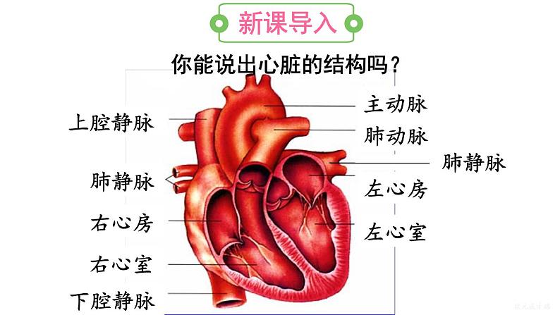 人教版七年级生物下册--4.4.3.2 血液循环的途径（课件）第2页