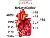 人教版七年级生物下册--4.4.3.2 血液循环的途径（课件）