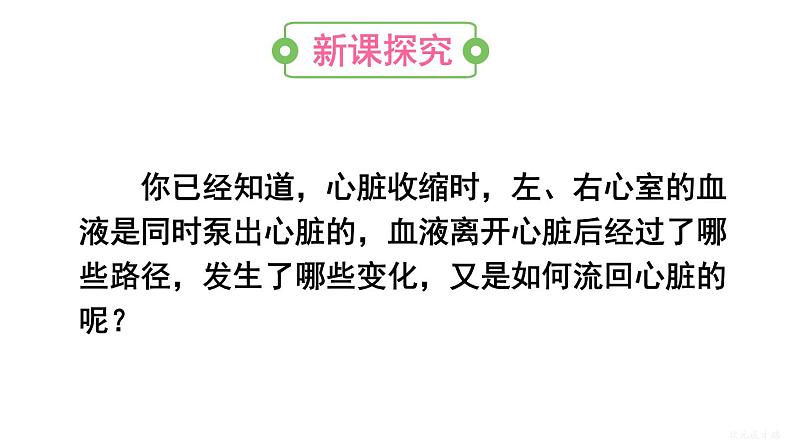 人教版七年级生物下册--4.4.3.2 血液循环的途径（课件）第3页