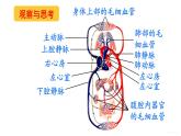 人教版七年级生物下册--4.4.3.2 血液循环的途径（课件）