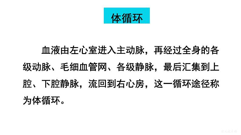 人教版七年级生物下册--4.4.3.2 血液循环的途径（课件）第5页