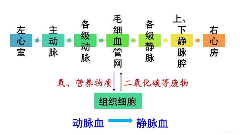 人教版七年级生物下册--4.4.3.2 血液循环的途径（课件）第6页