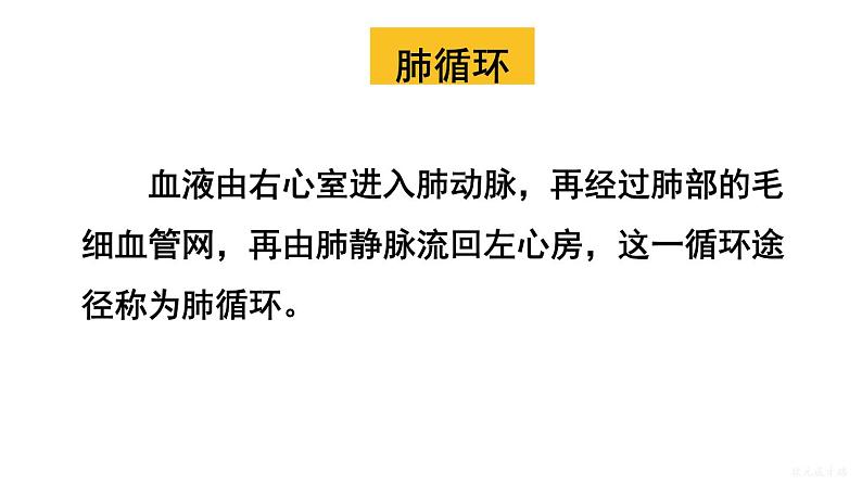 人教版七年级生物下册--4.4.3.2 血液循环的途径（课件）第8页