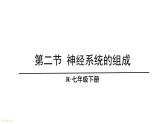 人教版七年级生物下册--4.6.2 神经系统的组成（课件）