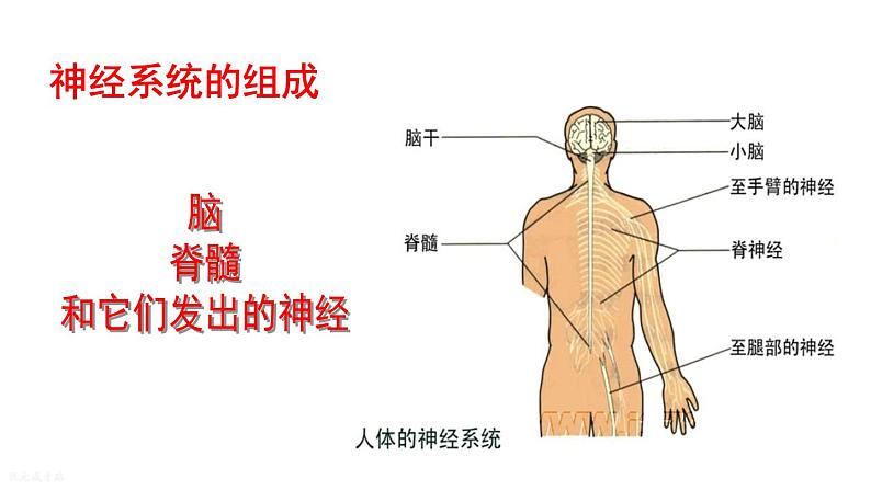 人教版七年级生物下册--4.6.2 神经系统的组成（课件）第4页