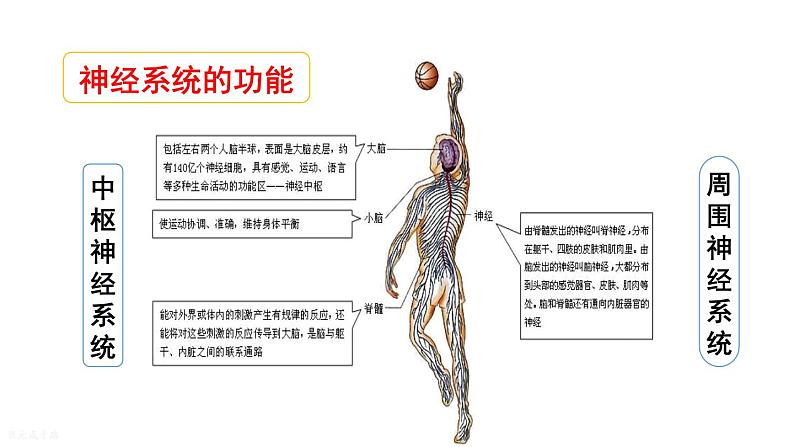 人教版七年级生物下册--4.6.2 神经系统的组成（课件）第5页