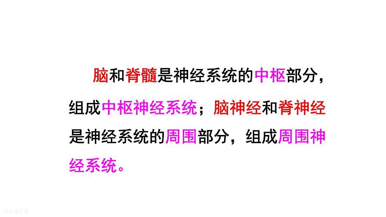 人教版七年级生物下册--4.6.2 神经系统的组成（课件）第6页