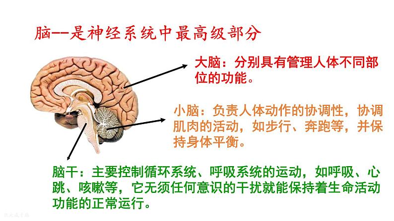 人教版七年级生物下册--4.6.2 神经系统的组成（课件）第8页