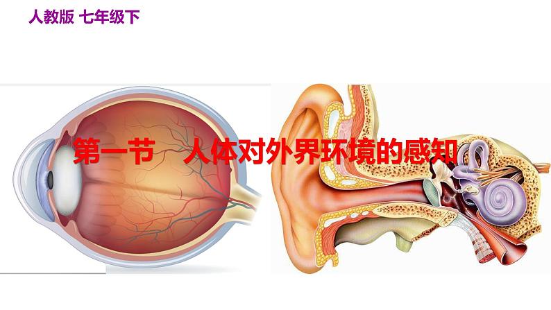 人教版七年级生物下册--6.1 人体对外界环境的感知（精品课件）第1页