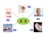 人教版七年级生物下册--6.1 人体对外界环境的感知（精品课件）