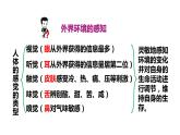 人教版七年级生物下册--6.1 人体对外界环境的感知（精品课件）
