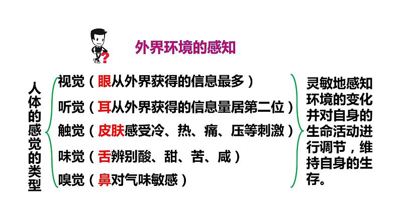 人教版七年级生物下册--6.1 人体对外界环境的感知（精品课件）第5页