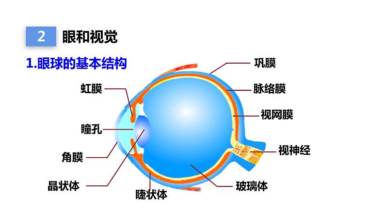 人教版七年级生物下册--6.1 人体对外界环境的感知（精品课件）第6页