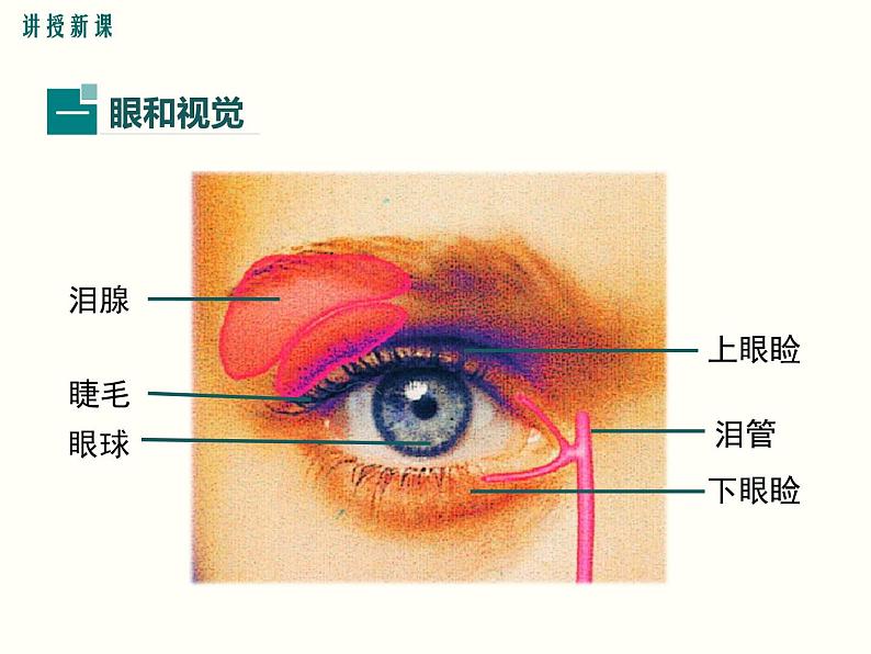 人教版七年级生物下册--6.1人体对外界环境的感知（精品课件）第4页