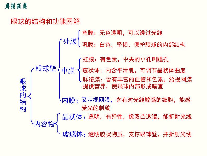 人教版七年级生物下册--6.1人体对外界环境的感知（精品课件）第6页