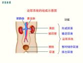 人教版七年级生物下册--第五章 人体内废物的排出（精品课件）