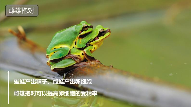 初中第三节 两栖动物的生殖和发育优质ppt课件-教习网|课件下载