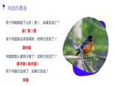 7.1.4《鸟的生殖和发育》课件