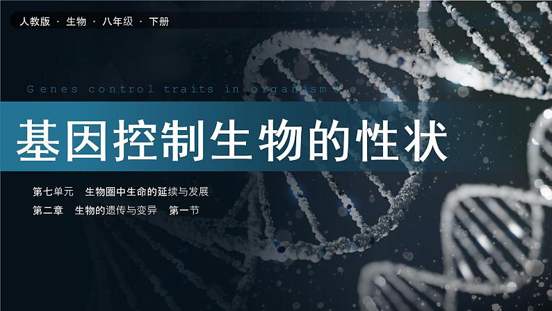 7.2.1《基因控制生物的性状》课件01