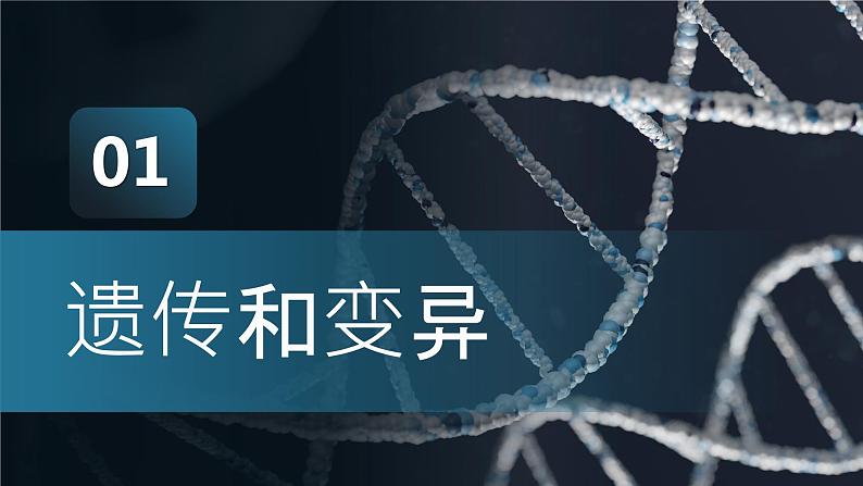 7.2.1《基因控制生物的性状》课件04