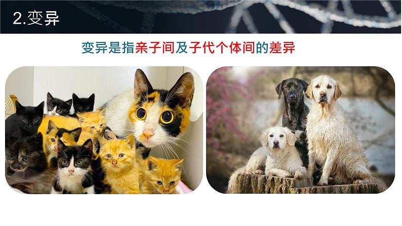 7.2.1《基因控制生物的性状》课件08