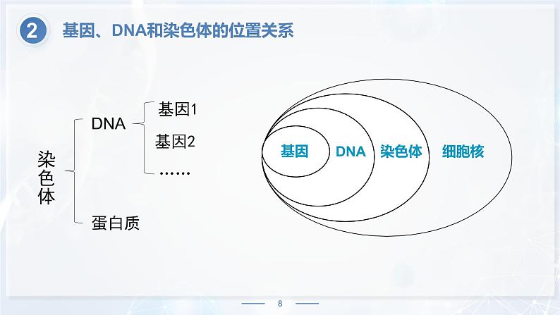 7.2.2《基因在亲子代间的传递》课件08