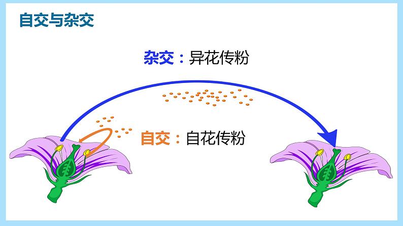 7.2.3《基因的显性和隐性》课件07