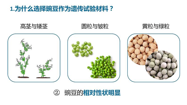 7.2.3《基因的显性和隐性》课件08