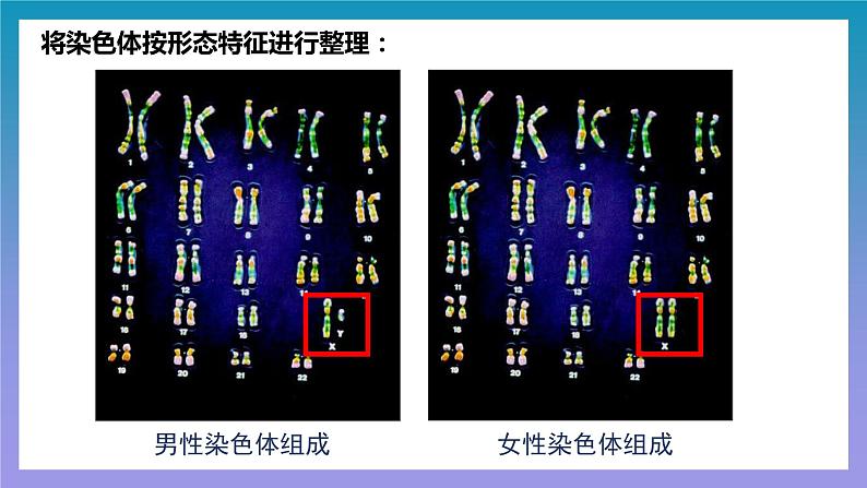 7.2.4《人的性别遗传》课件06