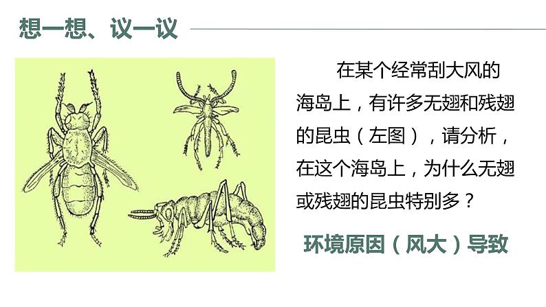 7.3.3《生物进化的原因》课件02