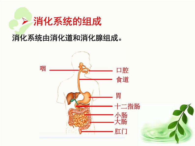 济南版生物七年级下册 第三单元 第一章 第二节 消化和吸收 课件04