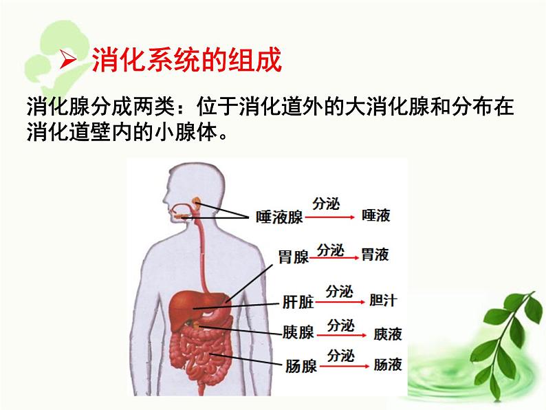 济南版生物七年级下册 第三单元 第一章 第二节 消化和吸收 课件05