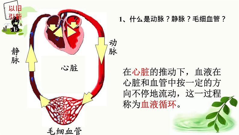 济南版生物七年级下册 第三单元 第三章 第三节 物质运输的途径 课件04