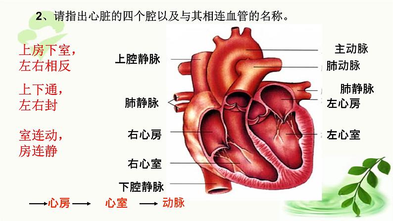 济南版生物七年级下册 第三单元 第三章 第三节 物质运输的途径 课件05