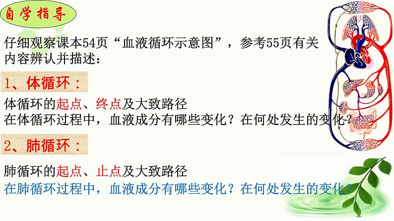 济南版生物七年级下册 第三单元 第三章 第三节 物质运输的途径 课件06