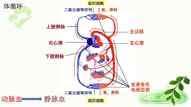 济南版生物七年级下册 第三单元 第三章 第三节 物质运输的途径 课件07