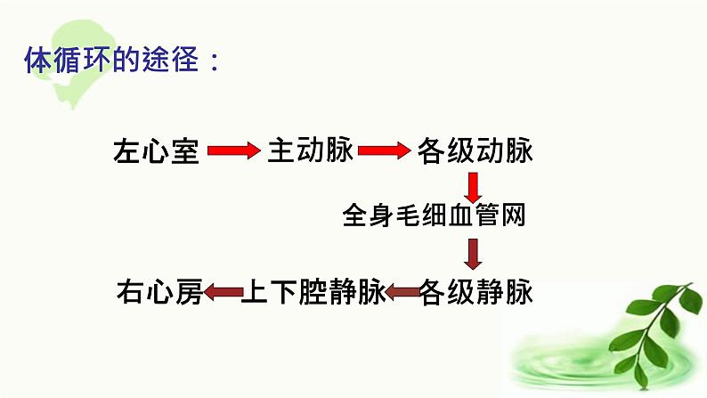 济南版生物七年级下册 第三单元 第三章 第三节 物质运输的途径 课件08