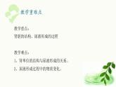 濟(jì)南版生物七年級(jí)下冊(cè) 第三單元 第四章 第一節(jié) 尿液的形成和排出 課件