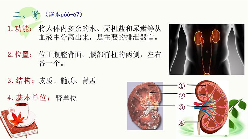 济南版生物七年级下册 第三单元 第四章 第一节 尿液的形成和排出 课件第6页