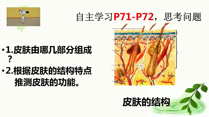 济南版生物七年级下册 第三单元 第四章 第二节 汗液的形成和排出 课件05