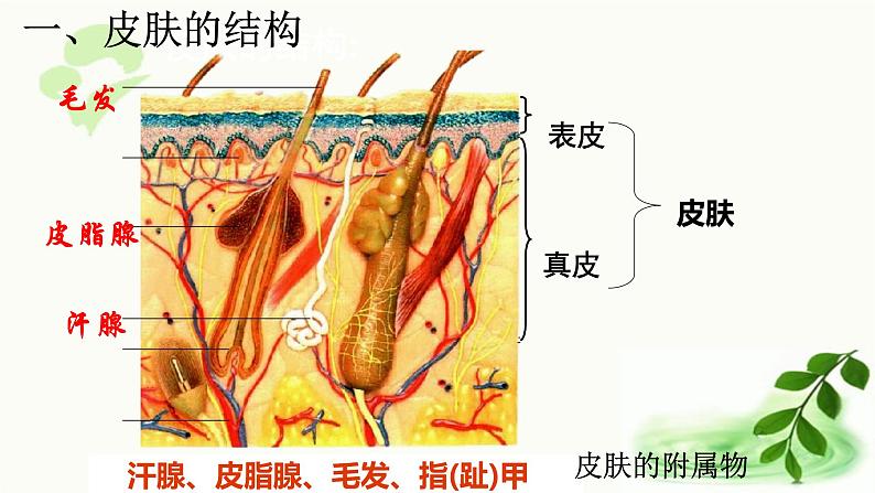 济南版生物七年级下册 第三单元 第四章 第二节 汗液的形成和排出 课件06