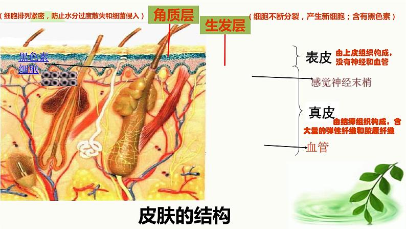 济南版生物七年级下册 第三单元 第四章 第二节 汗液的形成和排出 课件07